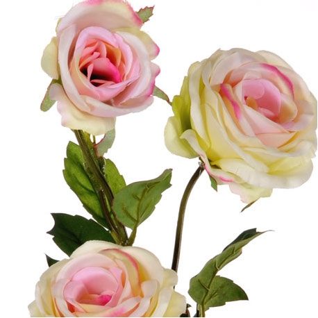 Rosa Pompetuse ramo con 3 fiori