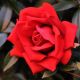 Rosa Rossa Ramo 47 cm